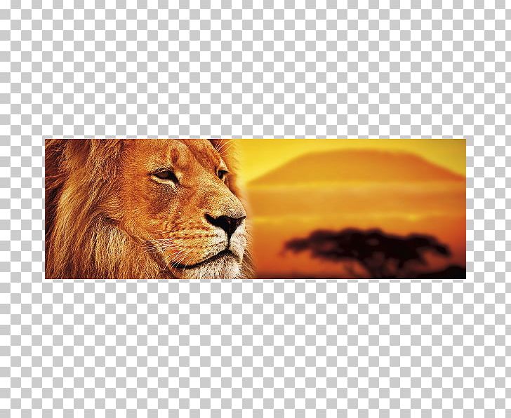 Lion Serengeti Savanna Stock Photography Maasai Mara PNG, Clipart, Animals, Art, Big Cats, Carnivoran, Cat Like Mammal Free PNG Download