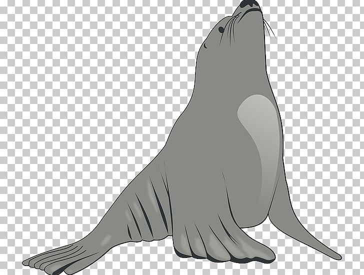 Sea Lion Pinniped PNG, Clipart, Animals, Aquatic Animal, Beak, Bird, Black And White Free PNG Download