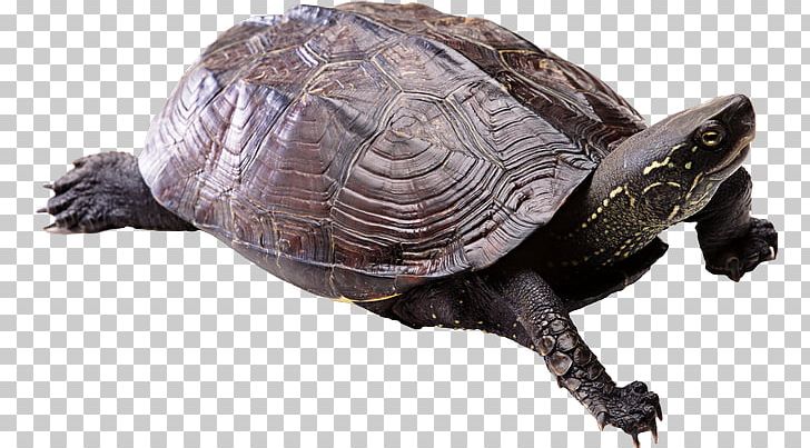 Turtle Shell PNG, Clipart, Animals, Box Turtle, Chelydridae, Common Snapping Turtle, Computer Icons Free PNG Download