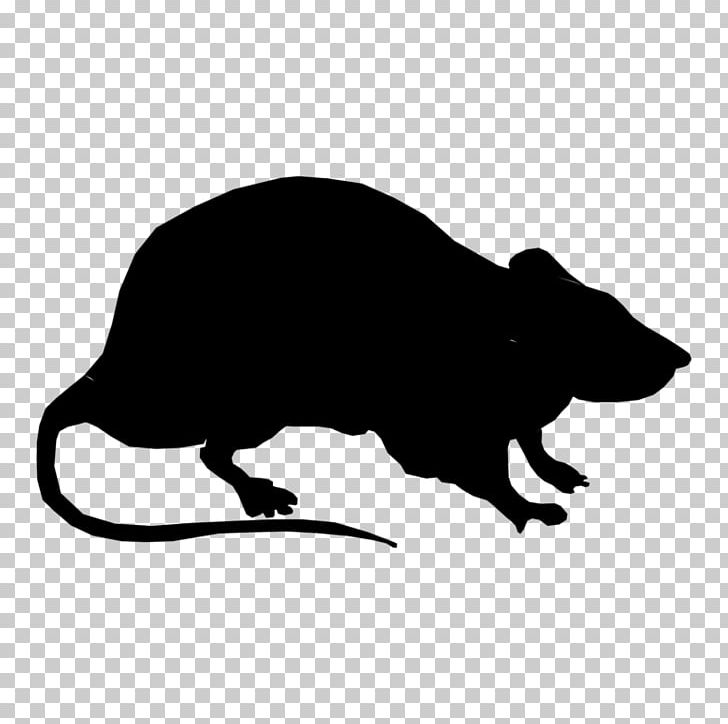 Laboratory Rat Silhouette Black Rat PNG, Clipart, Animals, Black, Black And White, Black Rat, Carnivoran Free PNG Download