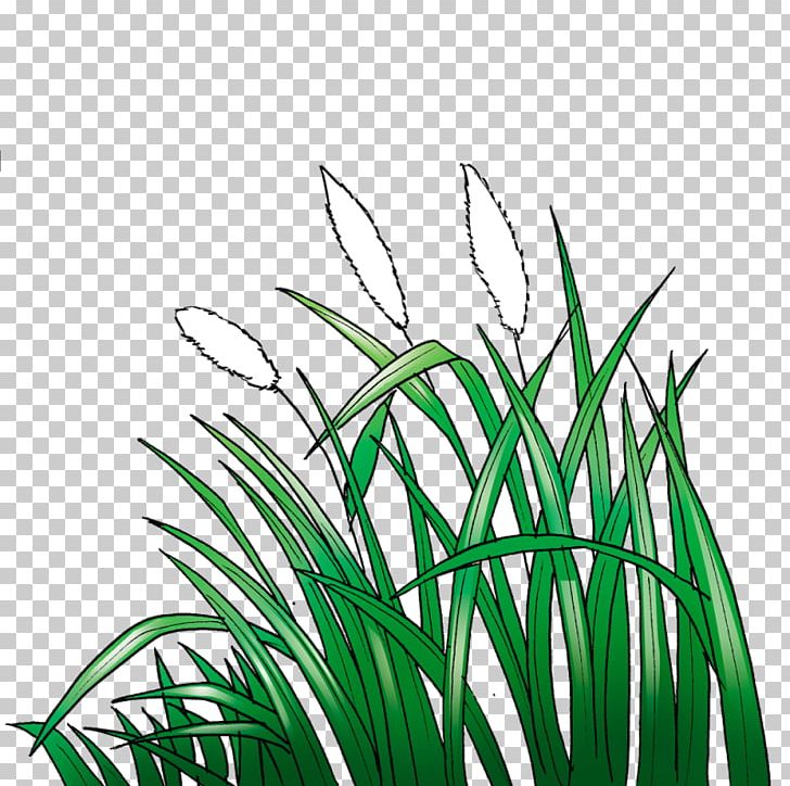 Lawn Cogon Grass Animation Sketch PNG, Clipart, Animation, Black And White,  Cartoon, Cogon Grass, Commodity Free
