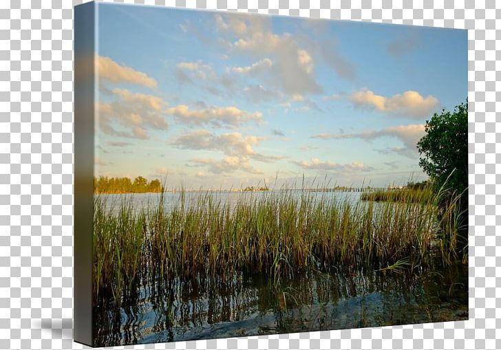 Marsh Canvas Print Ecosystem Painting Frames PNG, Clipart, Art, Bayou, Canvas, Canvas Print, Ecosystem Free PNG Download