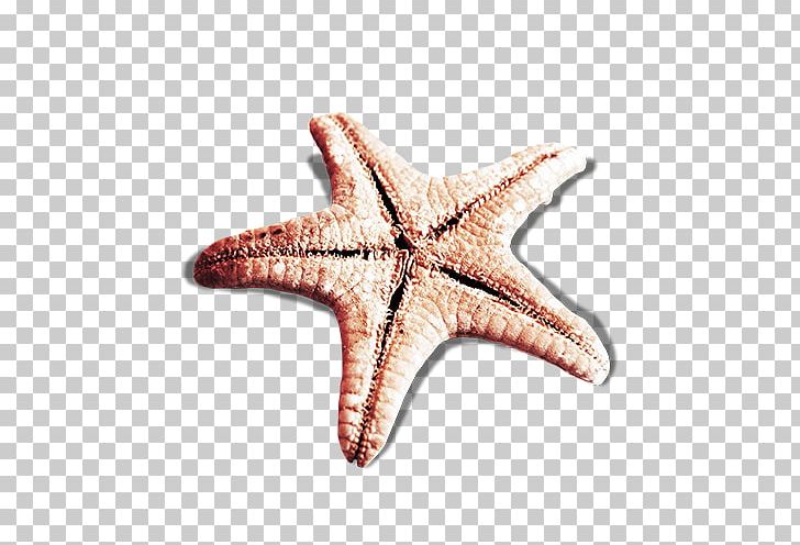Starfish PNG, Clipart, Background Black, Black, Black Background, Black Hair, Creative Free PNG Download