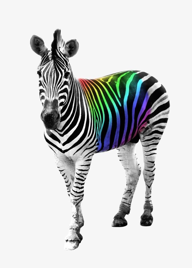 Zebra PNG, Clipart, Animal, Black, Black And White, Color, Rainbow Free PNG Download