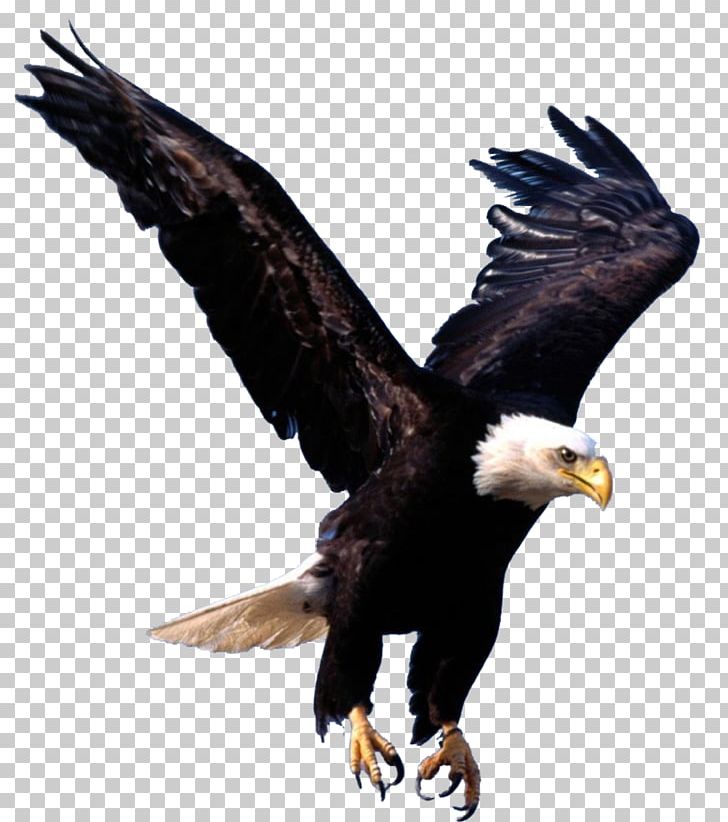 Bald Eagle Desktop PNG, Clipart, Accipitriformes, Animals, Bald Eagle, Beak, Bird Free PNG Download