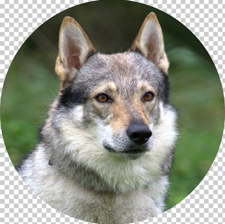 Czechoslovakian Wolfdog Tamaskan Dog Saarloos Wolfdog East Siberian Laika Northern Inuit Dog PNG, Clipart, Alaskan Klee Kai, Carnivoran, Dog Breed, Dog Breed Group, Dog Like Mammal Free PNG Download