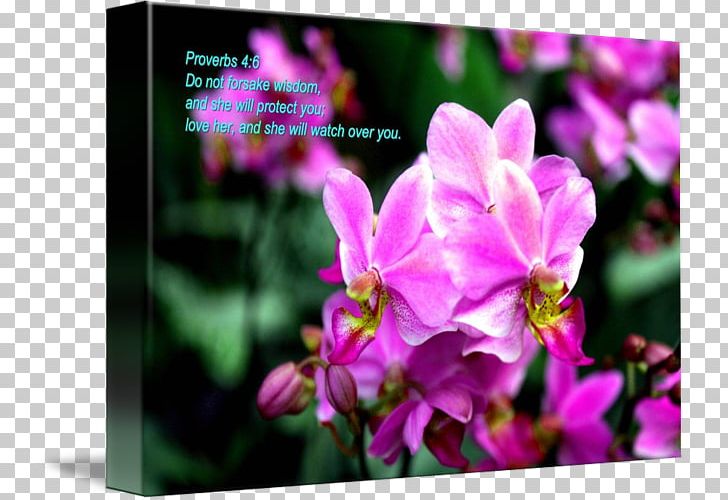 Moth Orchids Cattleya Orchids Dendrobium Annual Plant PNG, Clipart, Annual Plant, Botanic Garden, Cattleya, Cattleya Orchids, Dendrobium Free PNG Download