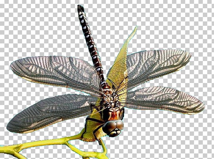 Mykonos Samos Insect Dragonfly Ferry PNG, Clipart, Animals, Arthropod, Com, Dragonflies And Damseflies, Dragonfly Free PNG Download