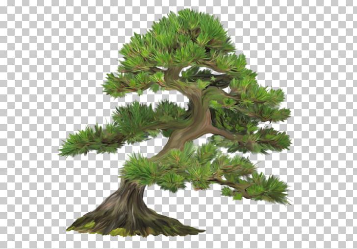 Tree Forest PNG, Clipart, Animation, Blog, Bonsai, Branch, Brush Free PNG Download