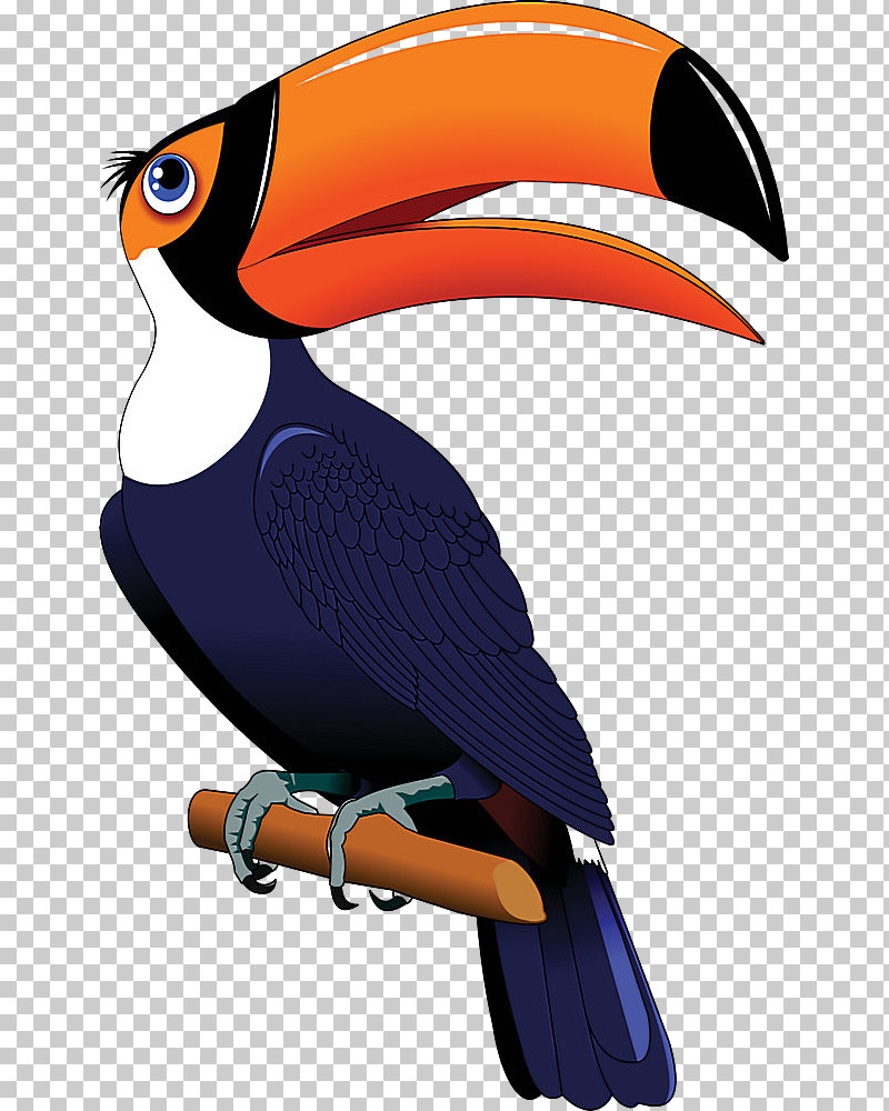 Bird Toucan Beak Hornbill Piciformes PNG, Clipart, Beak, Bird, Hornbill, Piciformes, Toucan Free PNG Download