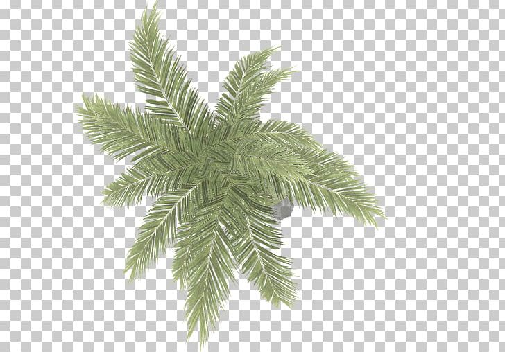 Arecaceae Areca Palm PNG, Clipart, Arecaceae, Arecales, Areca Palm, Branch, Computer Software Free PNG Download