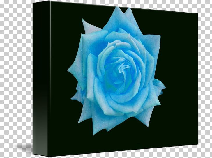 Blue Rose Flower Garden Roses Petal PNG, Clipart, Aqua, Baby Blue, Blue, Blue Rose, Celebrities Free PNG Download
