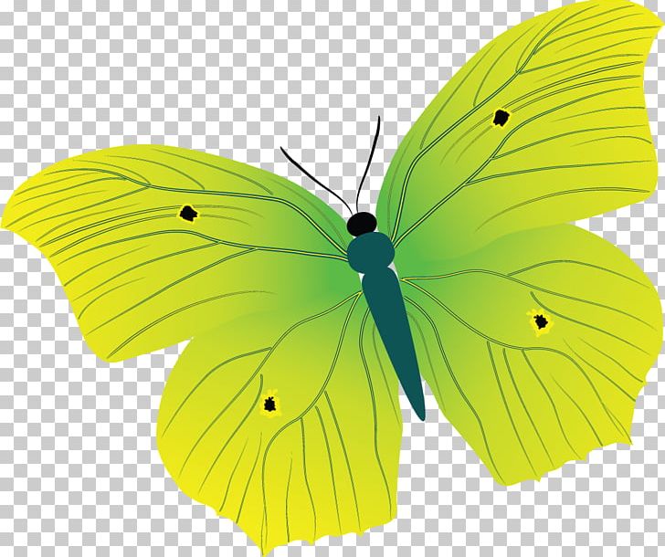 Clouded Yellows Brush-footed Butterflies Butterfly Pieridae PNG, Clipart, Arthropod, Brush Footed Butterfly, Butterfly, Colias, Insect Free PNG Download
