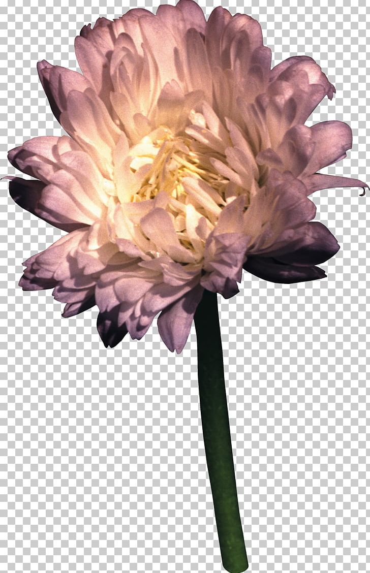 Cut Flowers Petal PNG, Clipart, Chrysanthemum, Cut Flowers, Flower, Flowering Plant, Image File Formats Free PNG Download