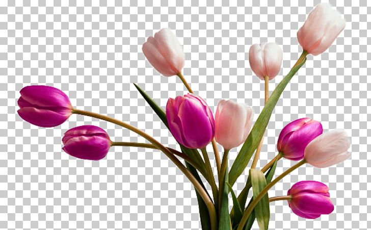 Tulip Vase Flower PNG, Clipart, Artificial Flower, Color, Colorful Background, Color Pencil, Colors Free PNG Download