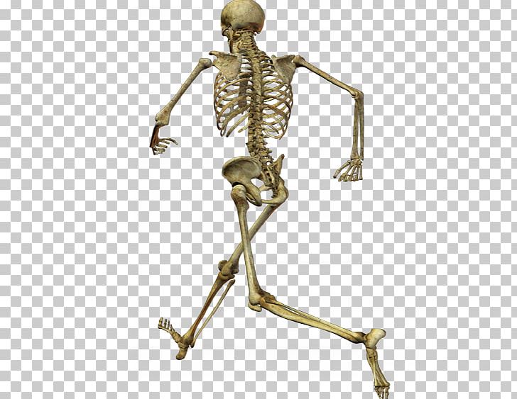 Human Skeleton Skull Homo Sapiens PNG, Clipart, Anatomy, Art, Athlete Running, Athletics Running, Brass Free PNG Download