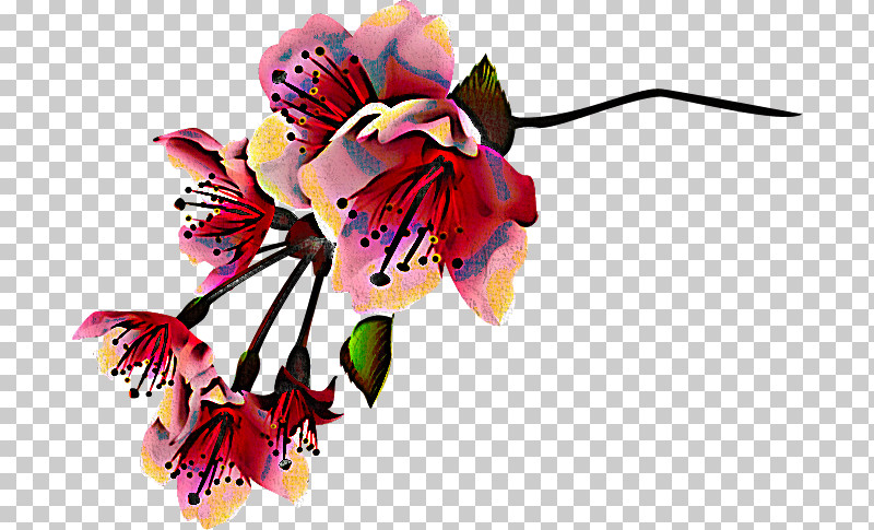 Cut Flowers Flower Pink Plant Petal PNG, Clipart, Blossom, Cut Flowers, Flower, Petal, Pink Free PNG Download