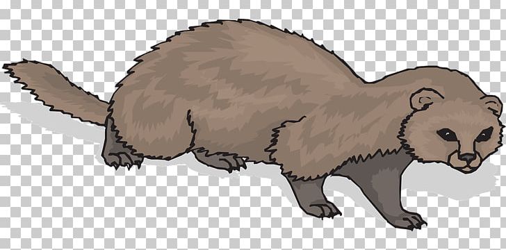 Black-footed Ferret Cat Pet PNG, Clipart, Animals, Bear, Beaver, Blackfooted Ferret, Carnivoran Free PNG Download