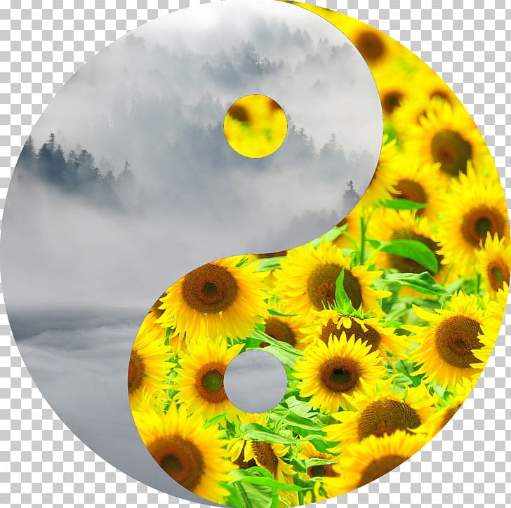 Common Sunflower Photography PNG, Clipart, Common Sunflower, Download, Flower, Flowering Plant, Nature Free PNG Download