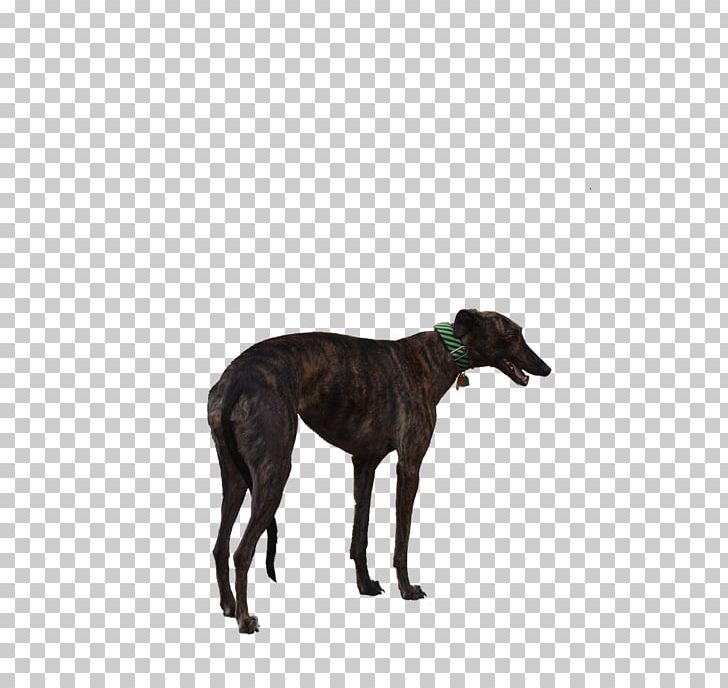 Italian Greyhound Spanish Greyhound Whippet Sloughi PNG, Clipart, Animal Sports, Azawakh, Breed, Carnivoran, Computer Icons Free PNG Download