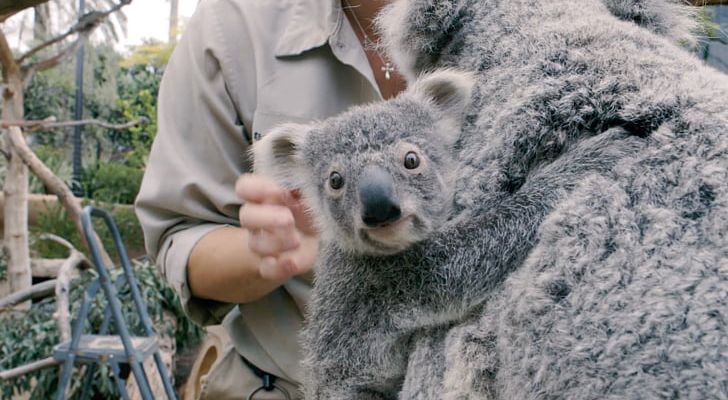 Baby Koalas Outback San Diego Zoo Great Plains Zoo PNG, Clipart, Animal, Animals, Australian Koala Foundation, Baby Koalas, Cuteness Free PNG Download