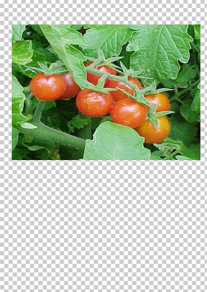 Bush Tomato Palawija Crop Food PNG, Clipart, Australian Desert Raisin, Bush, Cherry, Crop, Diet Food Free PNG Download