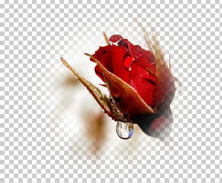 YouTube Rose Desktop PNG, Clipart, Closeup, Cut Flowers, Desktop Wallpaper, Flower, Flowering Plant Free PNG Download