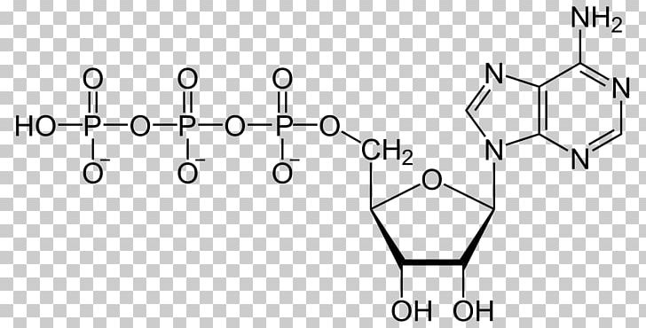 Adenosine Triphosphate Adenosine Diphosphate Nucleotide Adenosine Monophosphate Adenine PNG, Clipart, Adenosine, Angle, Area, Atp Hydrolysis, Atp Synthase Free PNG Download