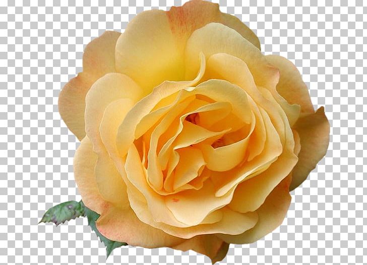 Garden Roses Blog PNG, Clipart, Blog, Cut Flowers, Diary, En Guzel Gul Resimleri, Floribunda Free PNG Download