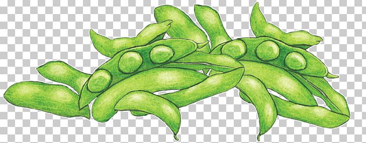 Soybean Glycininae Phaseoleae Fruit Vegetable PNG, Clipart, Art, Association Kokopelli, Blog, Botany, Character Free PNG Download