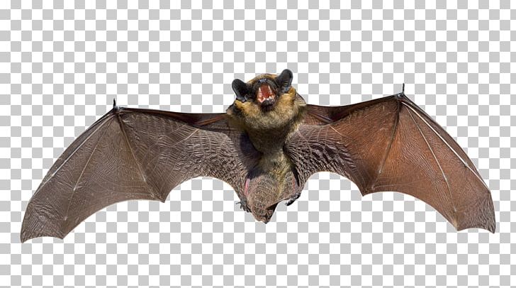 Bat Squirrel Raccoon Rat Mouse PNG, Clipart, Animal, Animal Control And Welfare Service, Animal Figure, Animals, Bat Free PNG Download