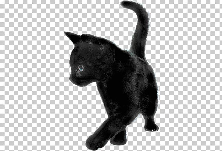 Kitten Persian Cat Savannah Cat Black Cat PNG, Clipart, Animals, Black, Black And White, Bombay, Burmese Free PNG Download