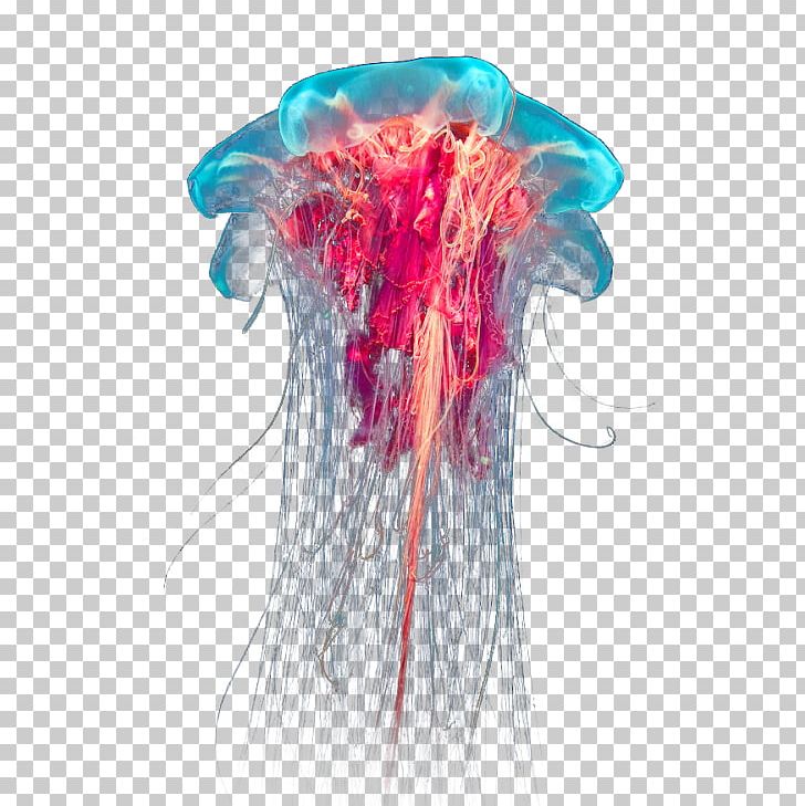 Lion's Mane Jellyfish Ocean Box Jellyfish PNG, Clipart, Animal, Box Jellyfish, Deep Sea, Desktop Wallpaper, Information Free PNG Download