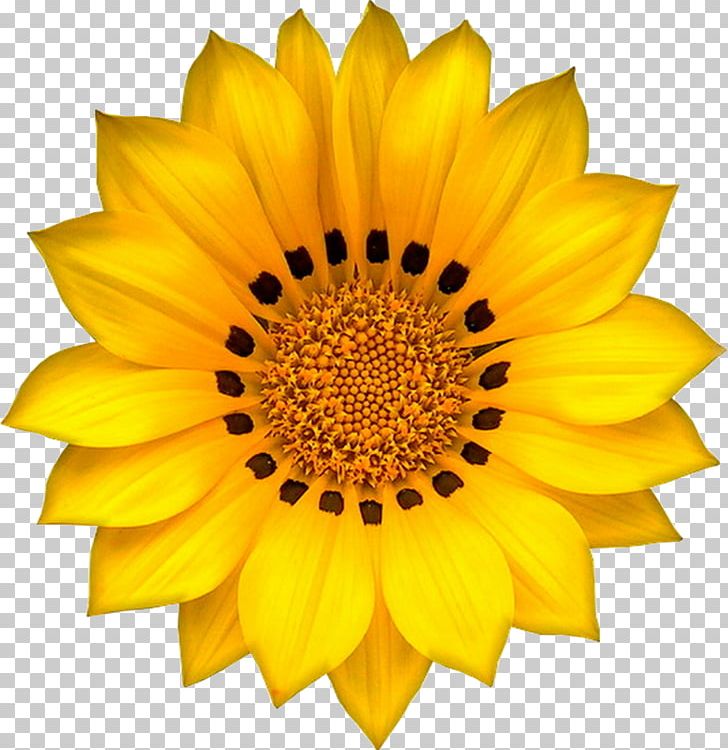 Stock Photography Daisy Family Flower Yellow Common Daisy PNG, Clipart, Common Daisy, Cut Flowers, Daisy Family, Drawing, Flower Free PNG Download