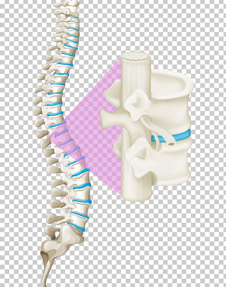 Back Pain Vertebral Column Human Back Spinal Cord PNG, Clipart, Background White, Black White, Bone, Bones, Cartoon Free PNG Download