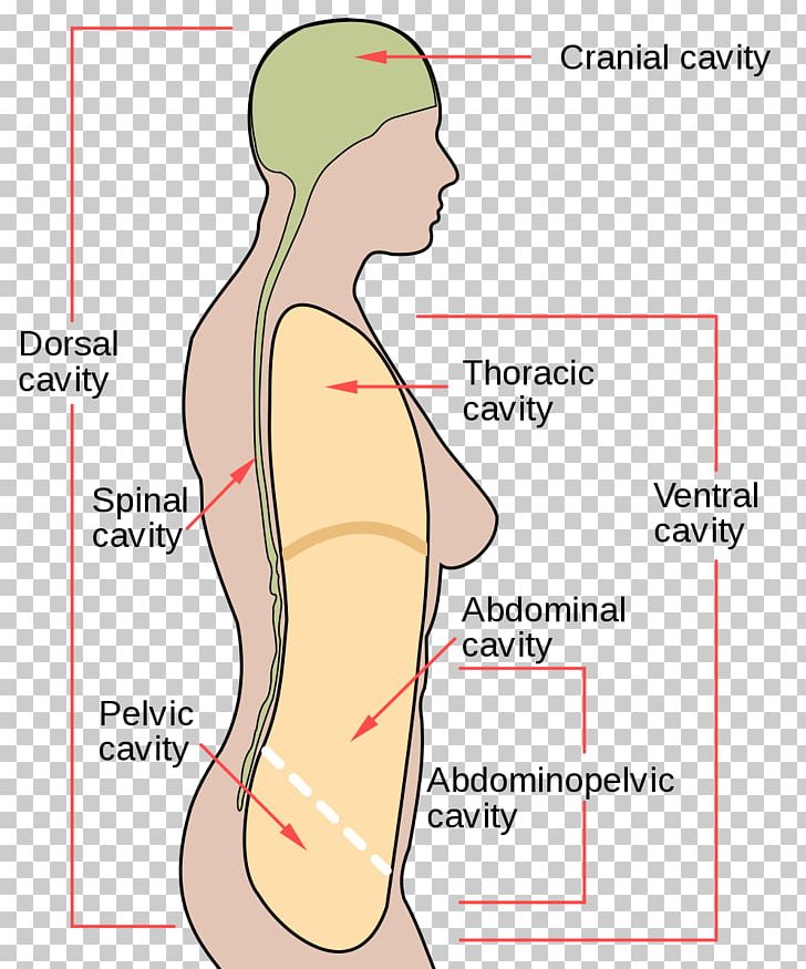Body Cavity Human Body Cavities Cranial Cavity Anatomy PNG, Clipart, Abdomen, Abdominal, Anatomy, Angle, Arm Free PNG Download