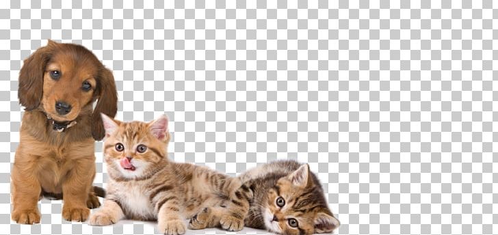 British Longhair Kitten Dog Catnip Hare PNG, Clipart, Animal, Animals, British Longhair, Carnivoran, Cat Free PNG Download
