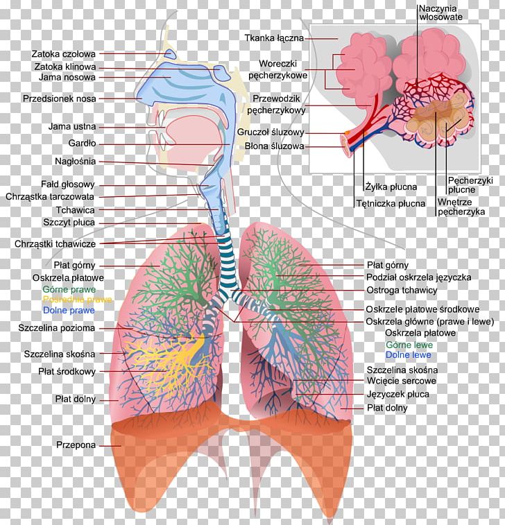 Respiratory System Of Insects Respiratory Tract Respiration Anatomy PNG