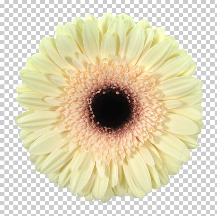 Transvaal Daisy Cut Flowers Chrysanthemum Color PNG, Clipart, Chrysanthemum, Color, Cut Flowers, Daisy, Transvaal Free PNG Download