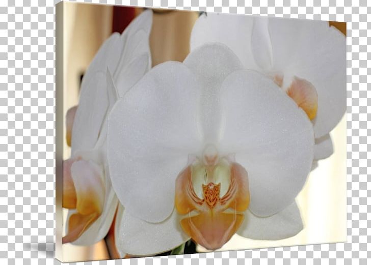 Moth Orchids Floristry Petal PNG, Clipart, Floristry, Flower, Flowering Plant, Moth Orchid, Moth Orchids Free PNG Download