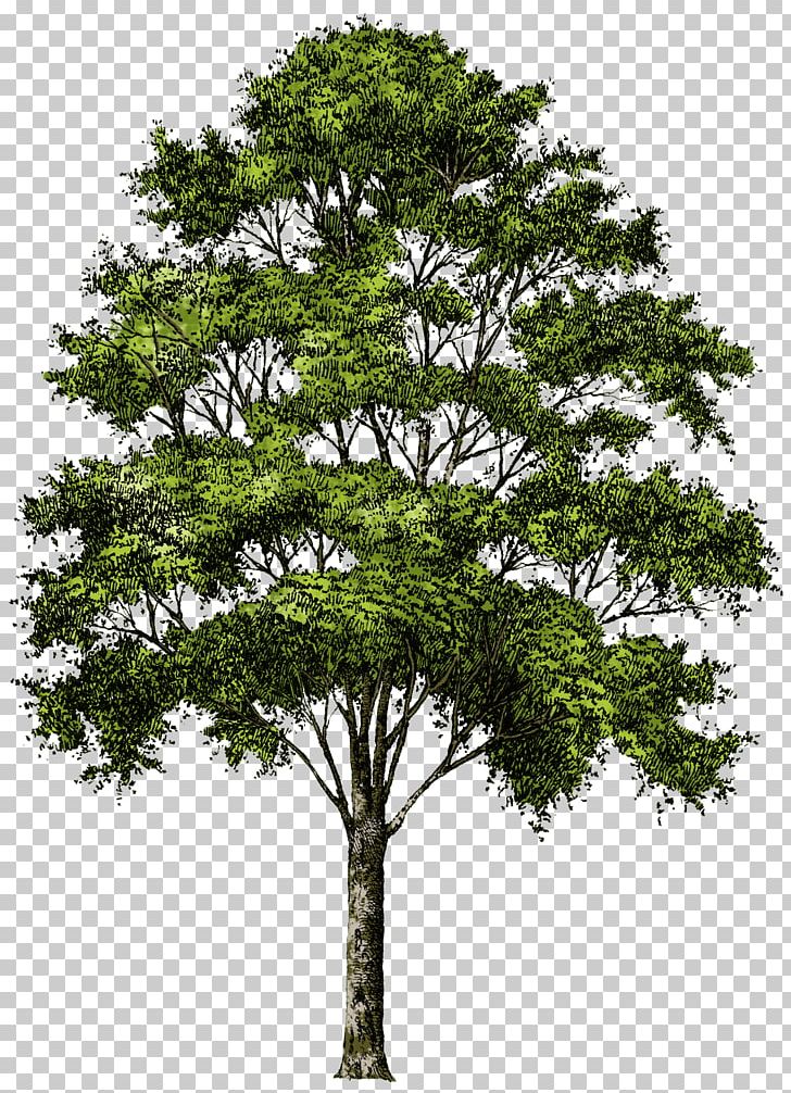 Tree PNG, Clipart, 3d Rendering, Architectural Rendering, Branch, Clip Art, Computer Icons Free PNG Download