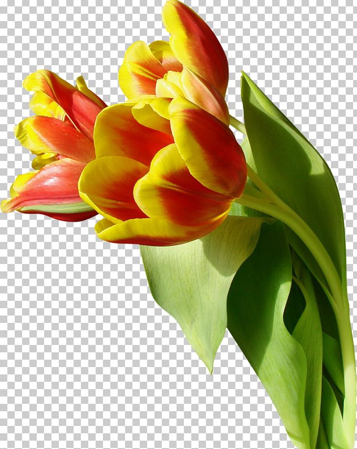 Tulip Flower PNG, Clipart, Canna Family, Canna Lily, Cut Flowers, Encapsulated Postscript, Floral Design Free PNG Download