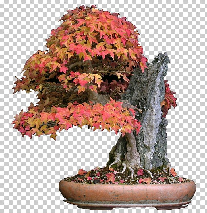 Acer Buergerianum Japanese Maple Red Maple Bonsai Tree Png Clipart Acer Atropurpureum Acer Buergerianum Acer Japonicum