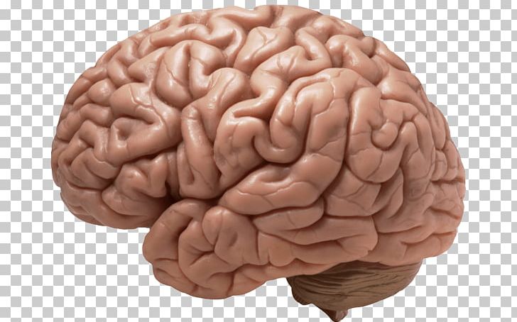 Human Brain PNG, Clipart, Brain, Computer Icons, Homo Sapiens, Human Body, Human Brain Free PNG Download