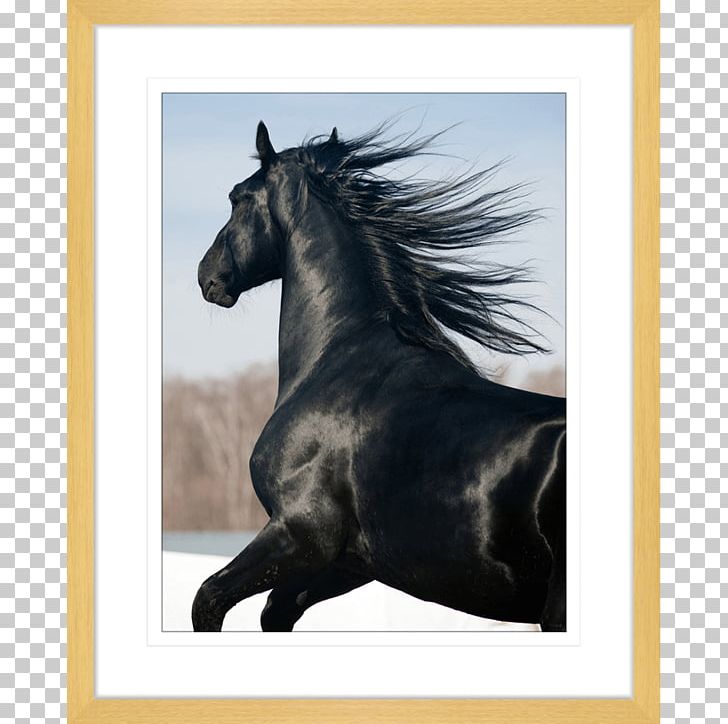 Stallion Friesian Horse Mustang Photography Art PNG, Clipart, Art, Bridle, Equestrian, Friesian Horse, Halter Free PNG Download