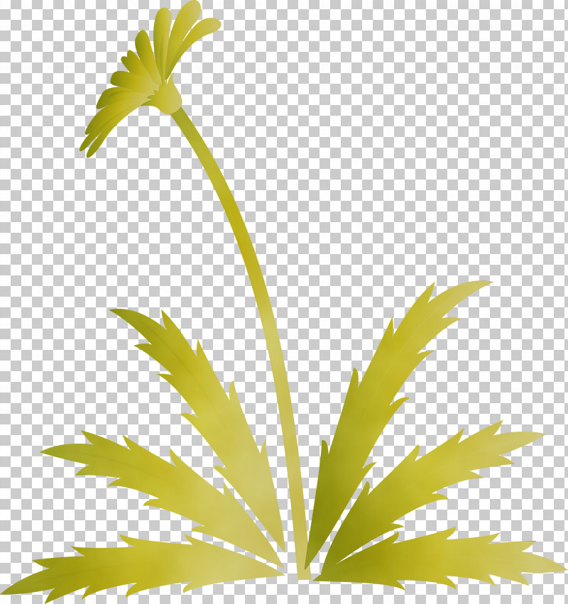 Palm Tree PNG, Clipart, Arecales, Dandelion Flower, Easter Day Flower, Flower, Hemp Family Free PNG Download