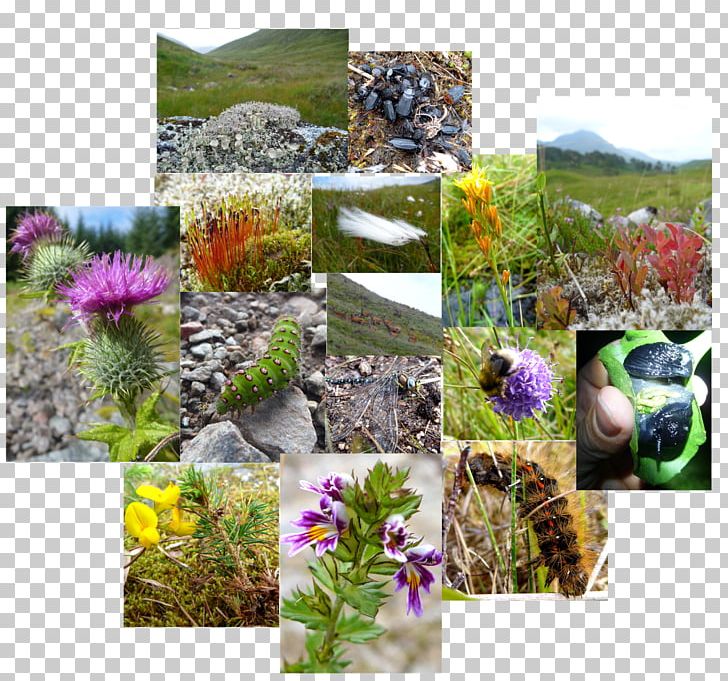 Botanical Garden Ecosystem Groundcover Herb PNG, Clipart, Botanical Garden, Botany, Ecosystem, Flora, Flower Free PNG Download