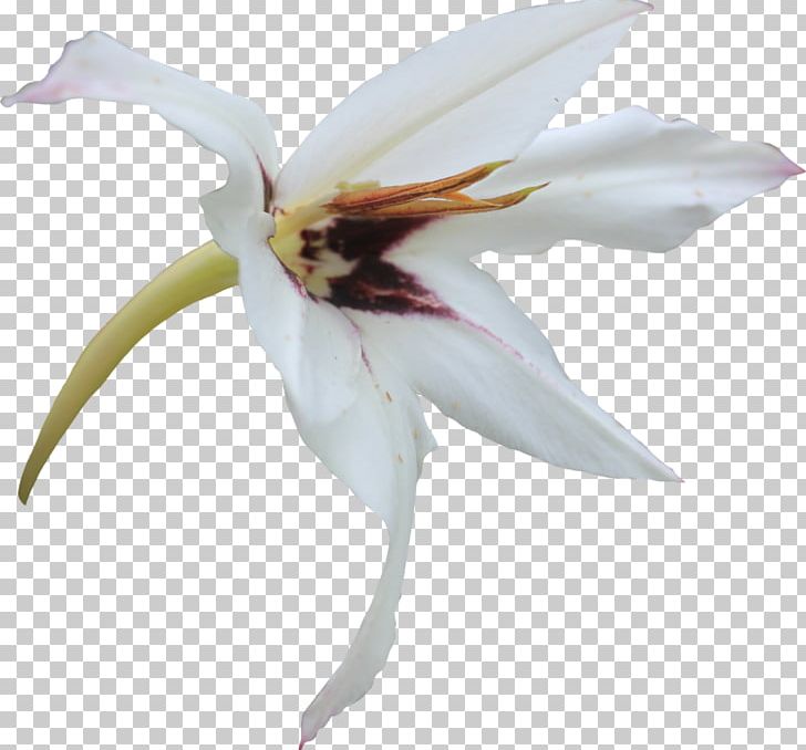 Flower Lilium PNG, Clipart, Callalily, Deviantart, Flat Panel Display, Flower, Flowering Plant Free PNG Download