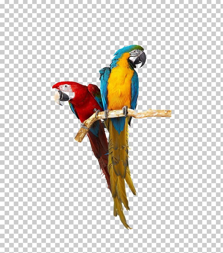 Lovebird Parrot Cockatiel Caique PNG, Clipart, Animal, Beak, Bird, Birdcage, Birds Free PNG Download