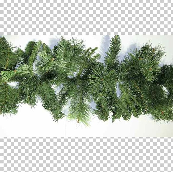 Makalu Christmas Tree Spruce Pine PNG, Clipart, Bonn, Branch, Christmas, Christmas Tree, Conifer Free PNG Download